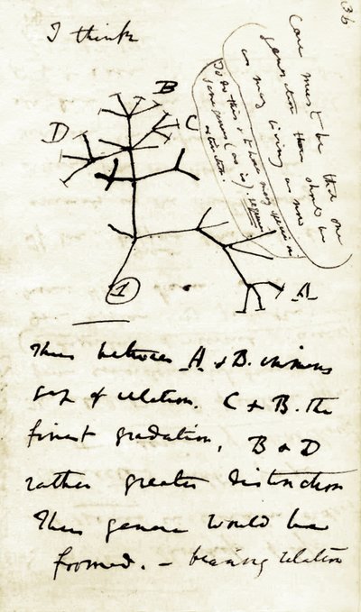 Szkic Karola Darwina (1809-1882) z jego pierwszego notatnika "Transmutacja gatunków": jest to jego pierwszy diagram odnoszący się do jego teorii ewolucji. 1837 autorstwa Unbekannter Künstler