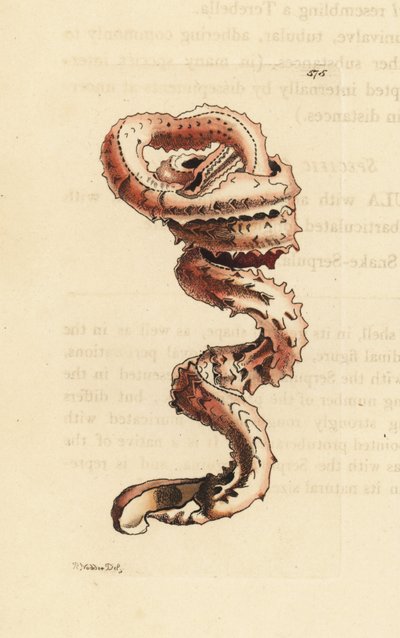 Muszla ślimaka szczelinowego, Tenagodus anguinus (Muricated serpula, Serpula muricata). Ilustracja narysowana i wygrawerowana przez Richarda Polydore