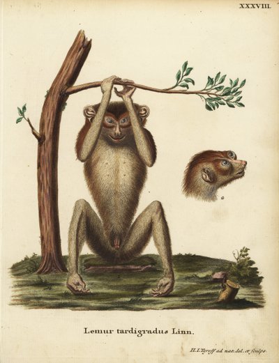 Loris tardigradus, lemur powolny lub loris czerwony smukły. Zagrożony. Lemur tardigradus Linn. Ręcznie kolorowany miedzioryt narysowany i wygrawerowany według natury przez Hermanna Jakoba Tyroffa z ilustracji Johanna Christiana Daniela Schrebera Animal Ill autorstwa Unbekannter Künstler