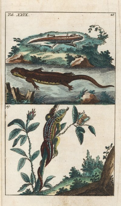 Gładki lub pospolity tryton i jaszczurka piaskowa - Silna woda autorstwa Gottlieba Tobiasa Wilhelma (1758-1811), z Encyklopedii Historii Naturalnej: Płazy autorstwa Unbekannter Künstler