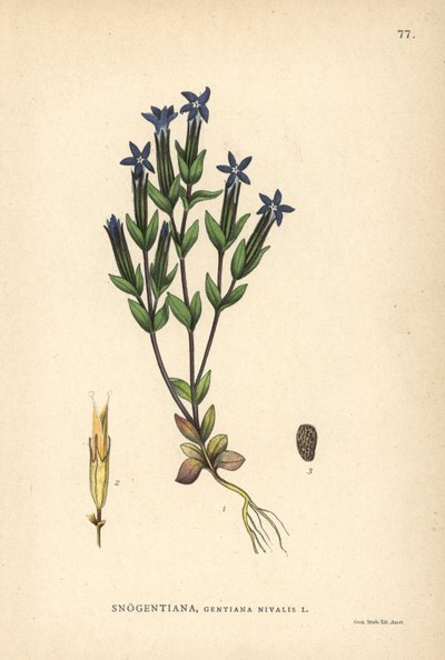 Goryczka śnieżna, Gentiana nivalis autorstwa Unbekannter Künstler