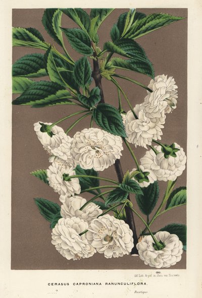 Wiśnie, Prunus cerasus (caproniana ranunculiflora). Ręcznie kolorowana litografia z dzieła Louisa van Houtte