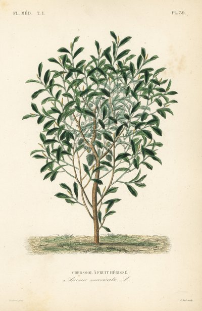 Soursop, drzewo graviola lub guyabano, Annona muricata, Corossol a owocowa herisse autorstwa Unbekannt