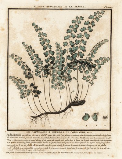 Miłorząb południowy, Adiantum hair-venus. autorstwa Unbekannter Künstler
