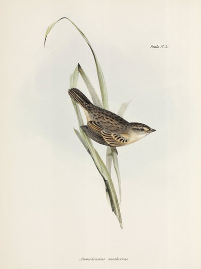 Wróbel lub zięba, ok. 1832-1836 autorstwa Unbekannter Künstler