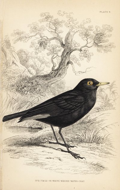 Tyran widmowy, Hymenops perspicillatus (tyran widmowy lub białoskrzydły, Perspicilla leucoptera). Ręcznie kolorowany staloryt autorstwa Williama Lizarsa na podstawie ilustracji Williama Swainsona z Naturalist