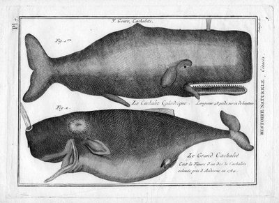 Kaszaloty w "Painting Encyclopedique et Methodique des trois Regnes de la Nature" Pierre