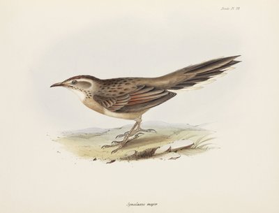 Spinetail, Ameryka Południowa, ok. 1832-1836 autorstwa Unbekannter Künstler