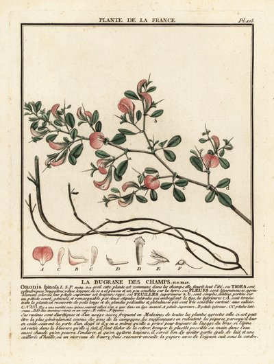 Kolczasty Retharrow, La bugrane des Champs, Ononis spinosa. autorstwa Unbekannter Künstler