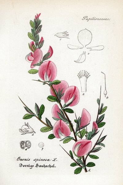 Wróbel kolczasty, Ononis spinosa. Ręcznie kolorowany miedzioryt z "Hand-Atlas sammtlicher mediinisch-pharmaceutischer Gewachse" dr Willibalda Artusa. autorstwa Unbekannter Künstler