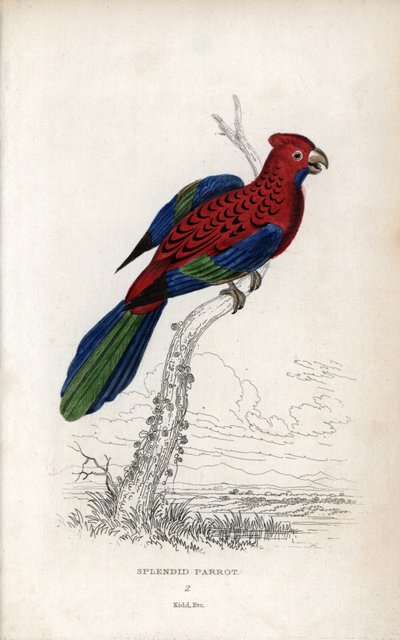 Papuga wspaniała (Psittacus gloriosus). Platycerus elegans. Litografia Josepha Kidda, na podstawie rysunku Johna Audubona, w Miscellany of Natural History: Parrots, Sir Thomas DiK Lauder and Captain Thomas Brown, opublikowanym w Edynburgu w Szkocji w 1833  autorstwa Unbekannter Künstler