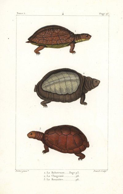 Żółw plamisty, Rhinoclemmys punctularia 1, żółw indyjski, Lyssemys punctata 2 i północnoafrykański żółw hełmiasty, Pelomedusa subrufa olivacea. Ręcznie kolorowany miedzioryt autorstwa Davida na podstawie ilustracji Jeana-Gabriela Pretre