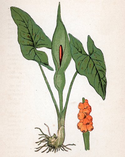 Guleta plamista (Arum maculatum lub Chandelle, Veal