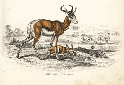 Springbok, Antidorcas marsupialis (Antelope euchore). Ręcznie kolorowana litografia z Galerii Historii Naturalnej Georga Friedricha Treitschke, Naturhistorischer Bildersaal des Thierreiches, Liepzig-1842. autorstwa Unbekannter Künstler