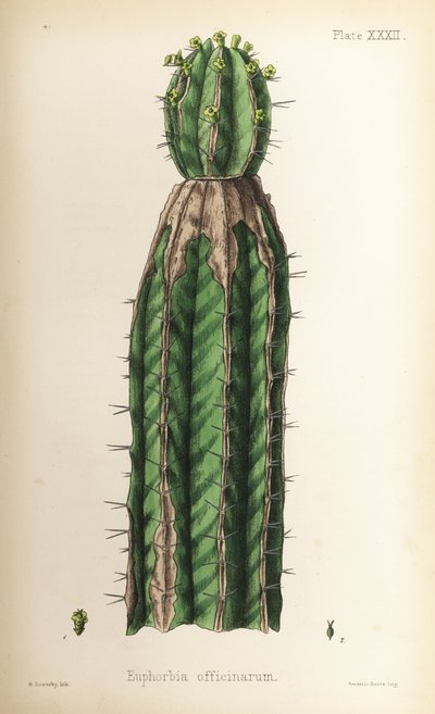 Wilczomlecz, Euphorbia officinarum. Ręcznie kolorowana litografia autorstwa Henry