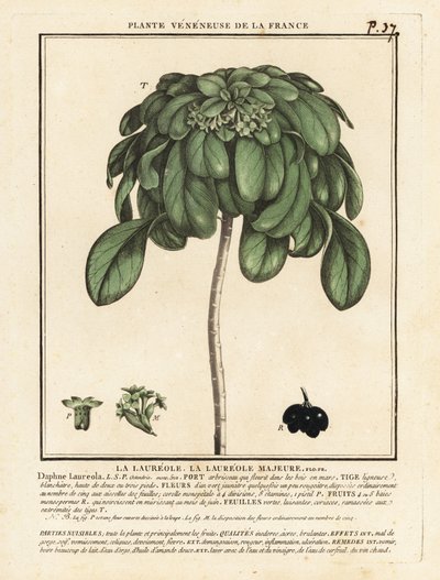 Wawrzyn wilczomlecza, Daphne Laureola. autorstwa Unbekannter Künstler