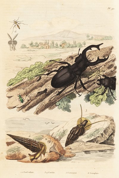 Jelonek rogacz, jeleń Lucanus 1, Cerithium sulcatum i małże Rhinoclavis 3,4, Cerocoma elateroides 5 i osa Keroplatus tipuloides 6 autorstwa Unbekannt