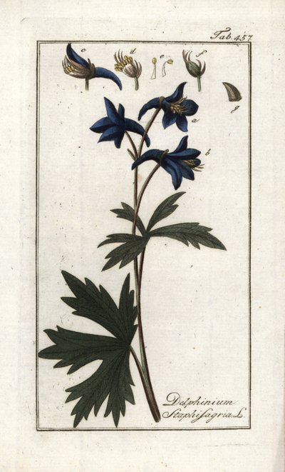 Staphisegar lub ziele z wszy, podagrycznik lub dzikie winogrono (Delphinium staphisagria). Litografia z "Afbeelding der Artseny-Gewassen" autorstwa Johannesa Zorna (1739-1799), Holandia autorstwa Unbekannter Künstler