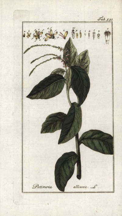 Śmierdząca werbena lub liana czosnkowa (Petiveria alliacea). Litografia z "Afbeelding der Artseny-Gewassen" Johannesa Zorna (1739-1799), Holandia autorstwa Unbekannter Künstler