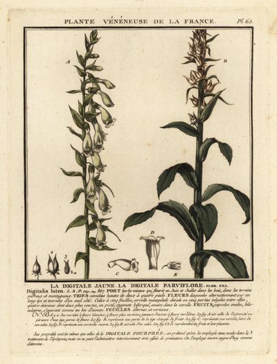 Naparstnica słomiana, Digitalis lutea. autorstwa Unbekannter Künstler