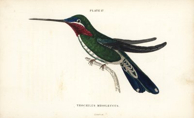 Prążkowany szpak, Heliomaster squamosus (koliber w białe paski, Trochilus mesoleucus). Ręcznie kolorowany staloryt autorstwa Williama Lizarsa z Naturalist