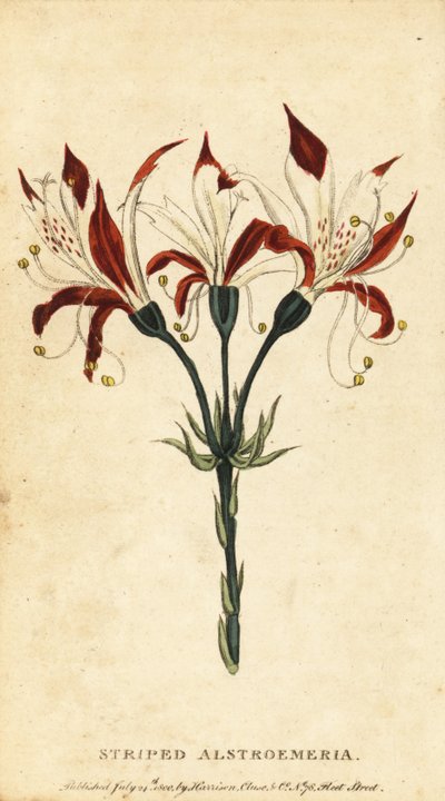 Alstroemeria pasiasta, Alstroemeria ligtu. 1800 (grawerowanie) autorstwa Unbekannter Künstler