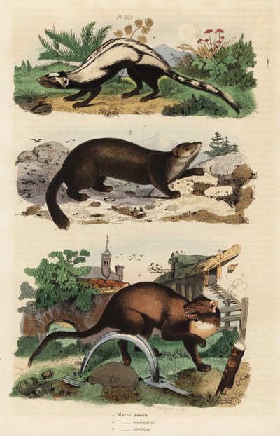 Tchórz pręgowany, Ictonyx striatus 1, kuna leśna, Martes martes 2 i sable, Martes zibellina 3 autorstwa Unbekannt