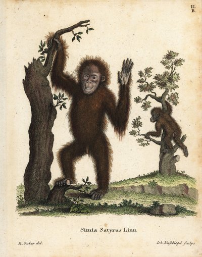 Orangutan sumatrzański, Pongo abelii. Krytycznie zagrożony. Ręcznie kolorowany miedzioryt według ilustracji R. Oakesa z "Animal Illustrations after Nature, or Schreber