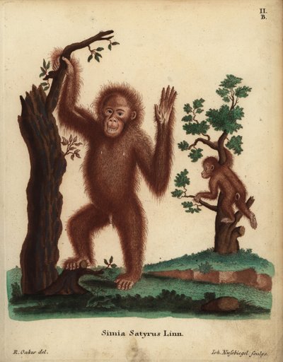 Orangutan sumatrzański, Pongo abelii. Krytycznie zagrożony. Simia satyrus Linn. Ręcznie kolorowany miedzioryt Johanna Nussbiegela według ilustracji R. Oakesa z "Animal Illustrations after Nature" Johanna Christiana Daniela Schrebera lub "Schreber