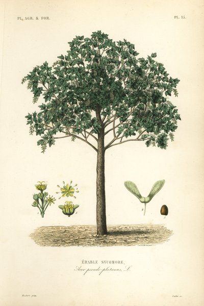 Klon jawor, Acer pseudoplatanas, sycomore Erable autorstwa Unbekannt