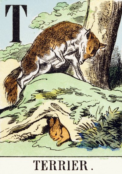 T : Terrier - Alfabet myśliwski, c.1890 (grawerowanie) autorstwa Unbekannt