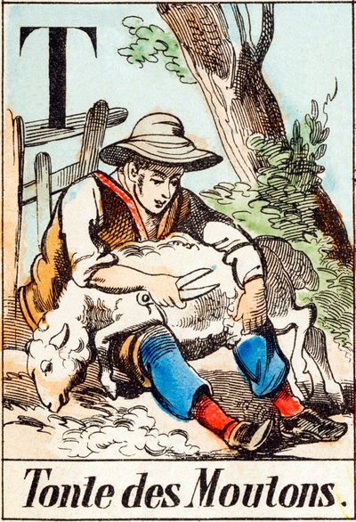 T Tonte des moutons - "Alfabet folwarczny" koniec XIX w. (rycina) autorstwa Unbekannt