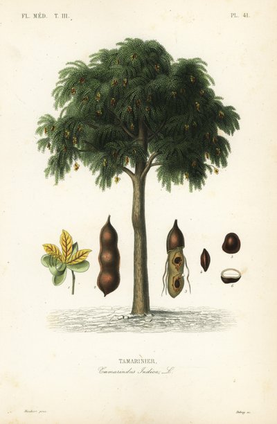 Drzewo tamaryndowca, Tamarindus indica, Tamarinier autorstwa Unbekannt
