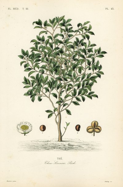 Drzewo herbaciane lub roślina herbaciana, Camellia sinensis, Thea sinensis, the autorstwa Unbekannt