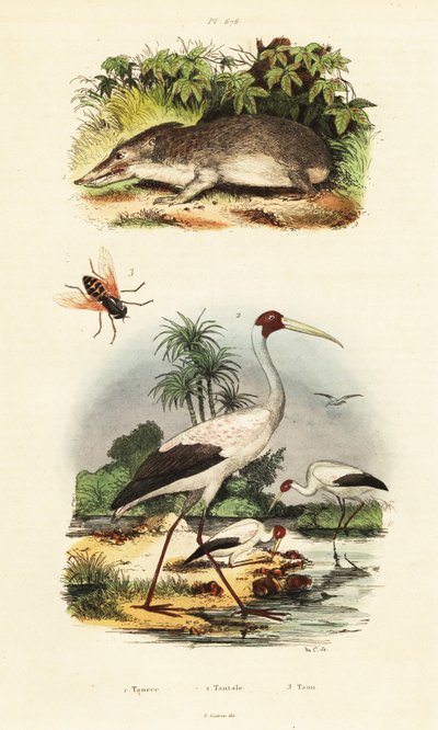 Tenrec, bocian i bzyk.,1834-1839 (rycina) autorstwa Unbekannter Künstler