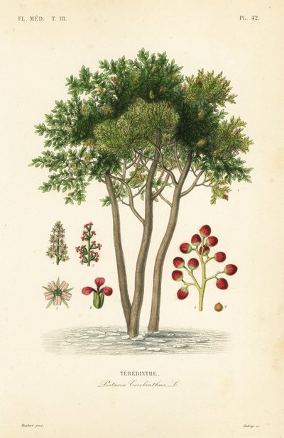 Terebinth lub terpentyna, Pistacia terebinthus, Terebinthe autorstwa Unbekannt