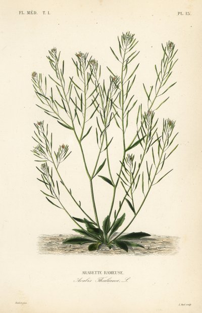 Rzeżucha Thale, rzeżucha uszna lub arabidopsis, Arabidopsis thaliana, Arabis thaliana, Arabette rameuse autorstwa Unbekannt