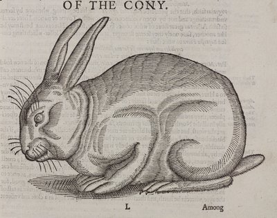 Cony autorstwa Unbekannt