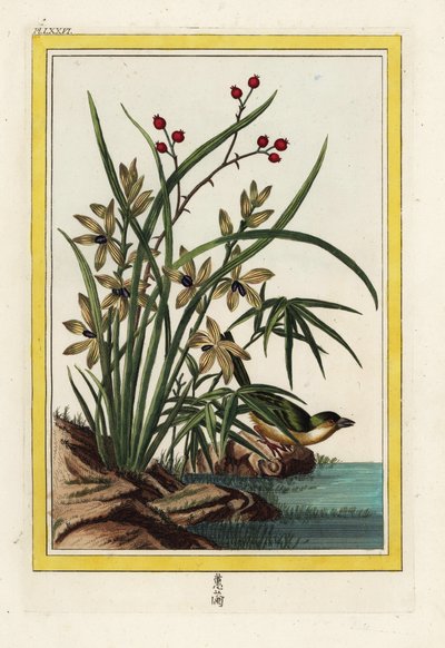 Elleborin z Chin. Storczyk Helleborine, Cephalanthera longifolia. Ręcznie kolorowana akwaforta Pierre