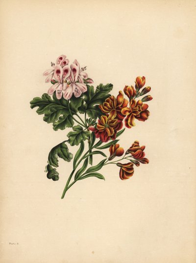 Helen Geranium, Preferencja; The Garden Wallflower, Wierność w nieszczęściu autorstwa Unbekannt