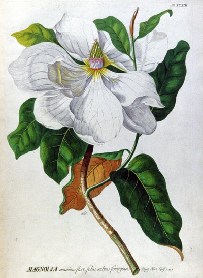 Magnolia autorstwa Unbekannter Künstler