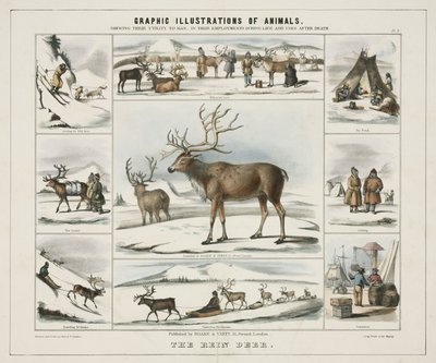 „Rein Deer”, ok. 1845 r. autorstwa Unbekannt