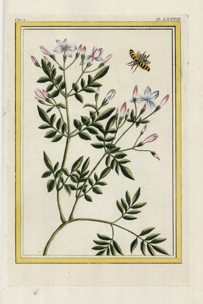 Jaśmin hiszpański. Jaśmin hiszpański, Jasminum grandiflorum. Ręcznie kolorowana akwaforta Pierre