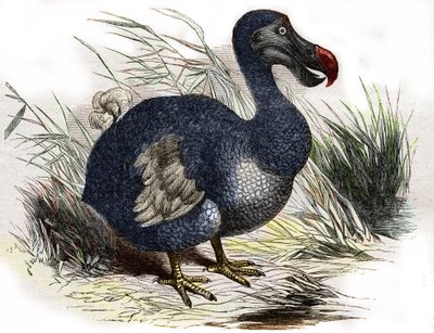 Dodo autorstwa Unbekannter Künstler