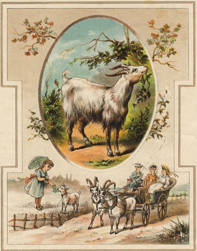 Koza. Grawerowanie w „Mon premier Wielki Alfabet”. Bernardin-Bechet Edition, Paryż, ok. 1890. Ilustracje A. des Lilleuls. Brak strony, 46 stron. Wymiary: 31x22cm . autorstwa Unbekannt