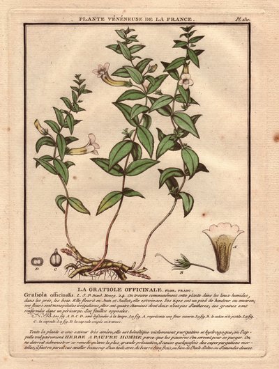 Gratiole officinale (Gratiola officinalis). Roślina żylasta, opis rośliny, łodygi, liści, kwiatów i korzeni. Szczegóły dotyczące kielicha, słupka i kapsułki. Eau forte en couleurs XVIII wiek, w Herbier de la France (1780-1793), rysunek, rycina i p autorstwa Unbekannter Künstler