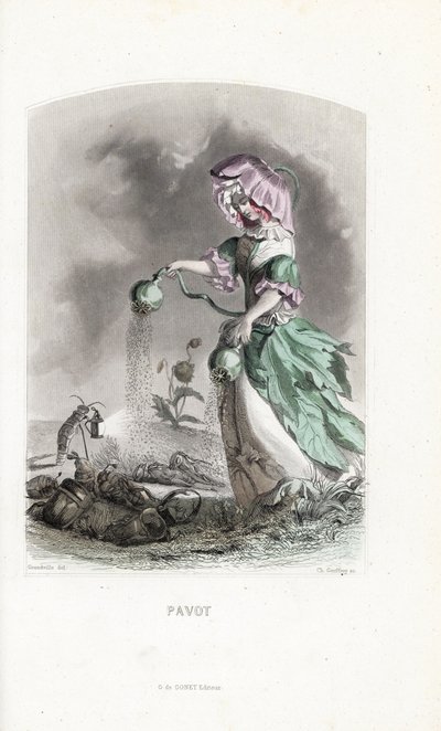 Opłata makowa posypuje strąkami opium narkotyki coleopteres i szarańczy - Eau forte autorstwa Charlesa Geoffroya (1819-1882), na podstawie ilustracji Jeana Ignace