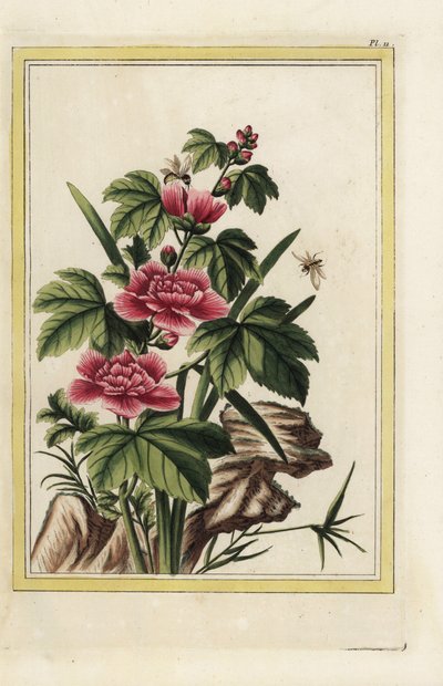 Fioletowe drzewo ma wcielone kwiaty. Malwa różana, Hibiscus syriacus. Ręcznie kolorowana akwaforta Pierre