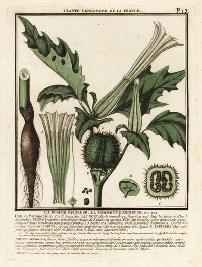 Jabłko cierniste, Datura stramonium. autorstwa Unbekannter Künstler