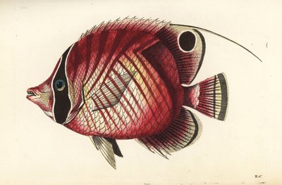 Motylica nitkowata, Chaetodon auriga (Chaetodon w czerwone paski, Chaetodon setifer). Ilustracja narysowana i wygrawerowana przez Richarda Polydore